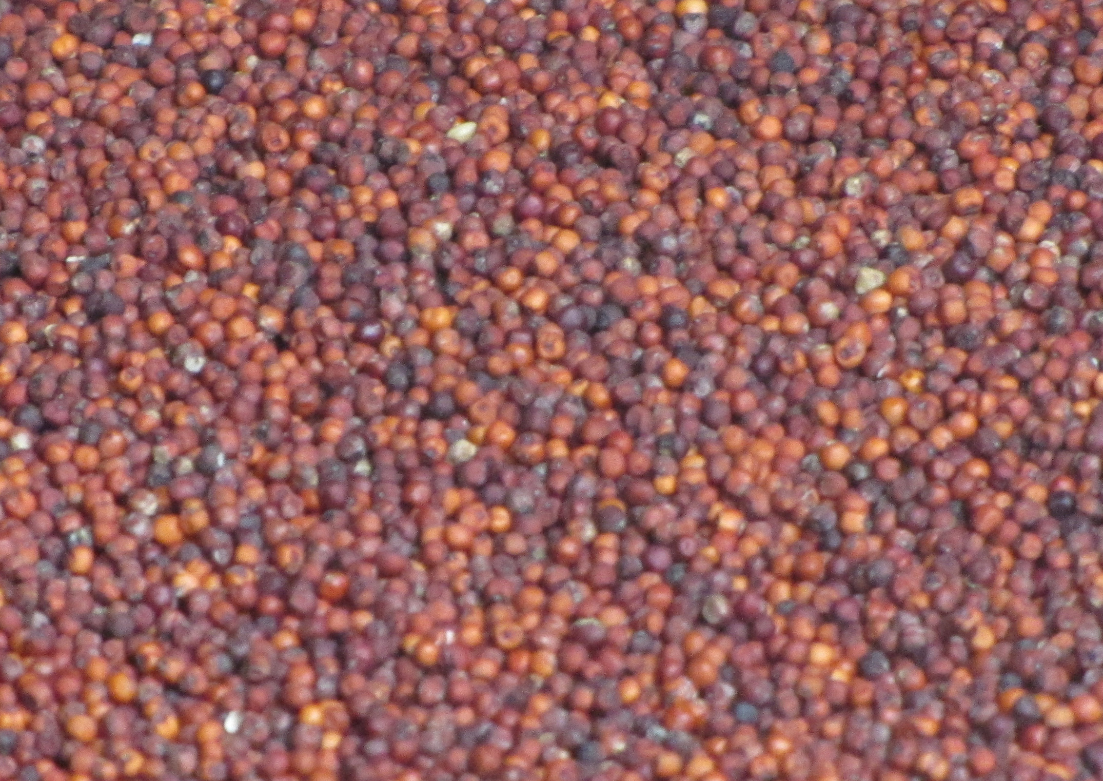 Finger millet grains - ragi