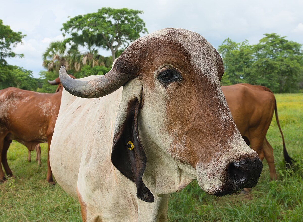 Gir cow - A2 Desi Milk source